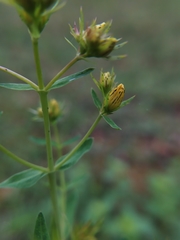 Hypericum × desetangsii