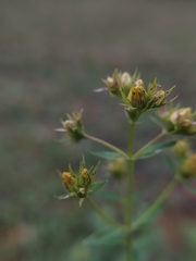 Hypericum × desetangsii