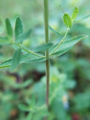 Hypericum × desetangsii