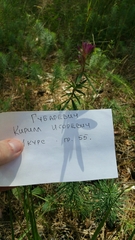 Trifolium lupinaster