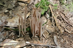 Alloclavaria