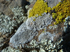 Caliciaceae
