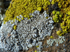 Caliciaceae