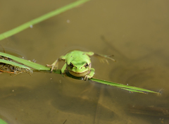 Hyla flaviventris