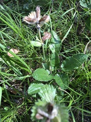 Dracocephalum grandiflorum