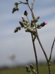 Cirsium brachycephalum