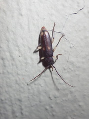 Tylonotus bimaculatus