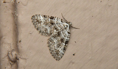 Perizoma curvilinea