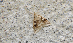 Udea washingtonalis