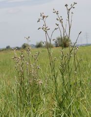 Cirsium brachycephalum