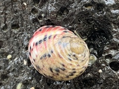 Nerita versicolor