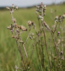 Cirsium brachycephalum