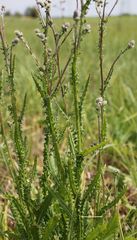 Cirsium brachycephalum