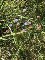 Jasione