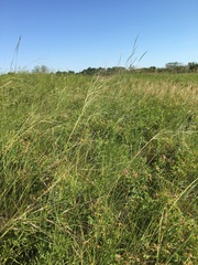 Hesperostipa curtiseta