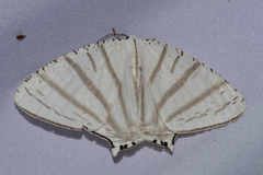 Urapteroides astheniata