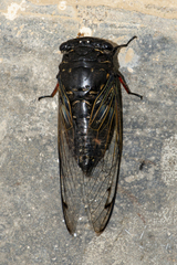 Cryptotympana corvus