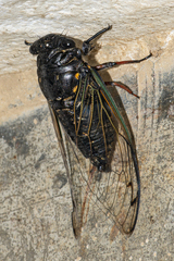 Cryptotympana corvus