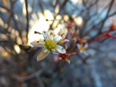 Dudleya blochmaniae blochmaniae