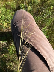 Hesperostipa curtiseta