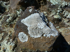 Dimelaena