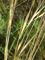 Hesperostipa curtiseta
