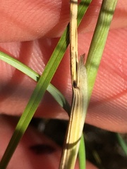 Hesperostipa curtiseta
