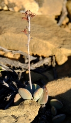 Adromischus liebenbergii