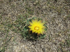 Coryphantha elephantidens elephantidens