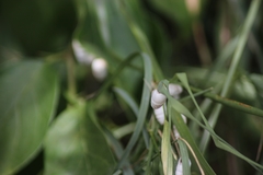 Brephulopsis cylindrica