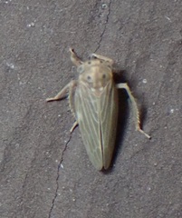 Agallia quadripunctata