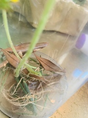 Anolis carolinensis