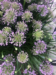 Allium