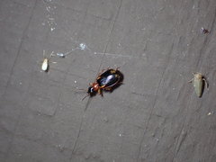 Agallia quadripunctata