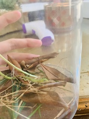 Anolis carolinensis