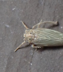 Agallia quadripunctata