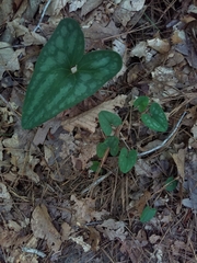 Hexastylis arifolia