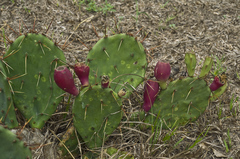 Opuntia sanguinocula