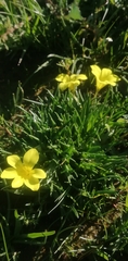 Moraea galaxia