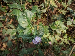 Peucetia rubrolineata