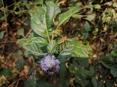 Peucetia rubrolineata