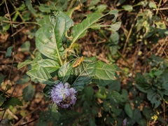 Peucetia rubrolineata