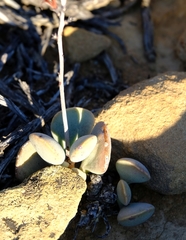 Adromischus liebenbergii