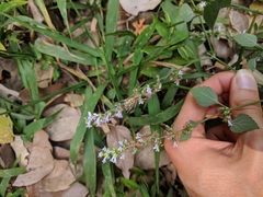 Peucetia rubrolineata