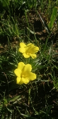 Moraea galaxia