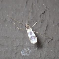 Erioptera venusta
