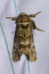 Pantheinae