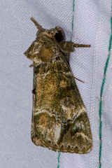 Pantheinae
