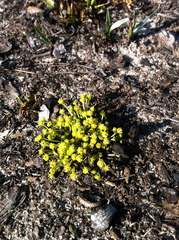 Euphorbia ipecacuanhae