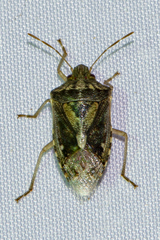 Udonga